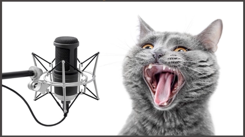  Âm thanh học giải mã tông giọng 