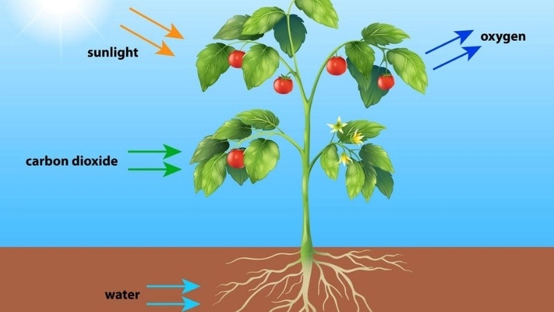 Ánh sáng mặt trời được chuyển hoá thành dinh dưỡng cho cây