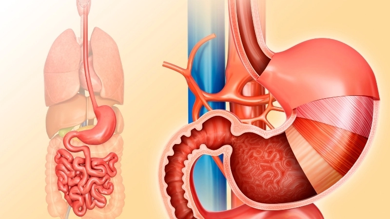 Axit dạ dày và enzyme pepsin phối hợp để tiêu hóa protein trong thức ăn