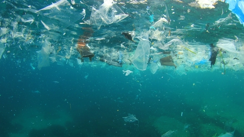   Axit hóa đại dương cản trở san hô xây dựng bộ xương 