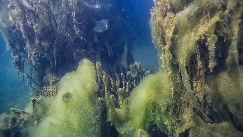 Quá trình axit hóa đại dương diễn ra như thế nào?