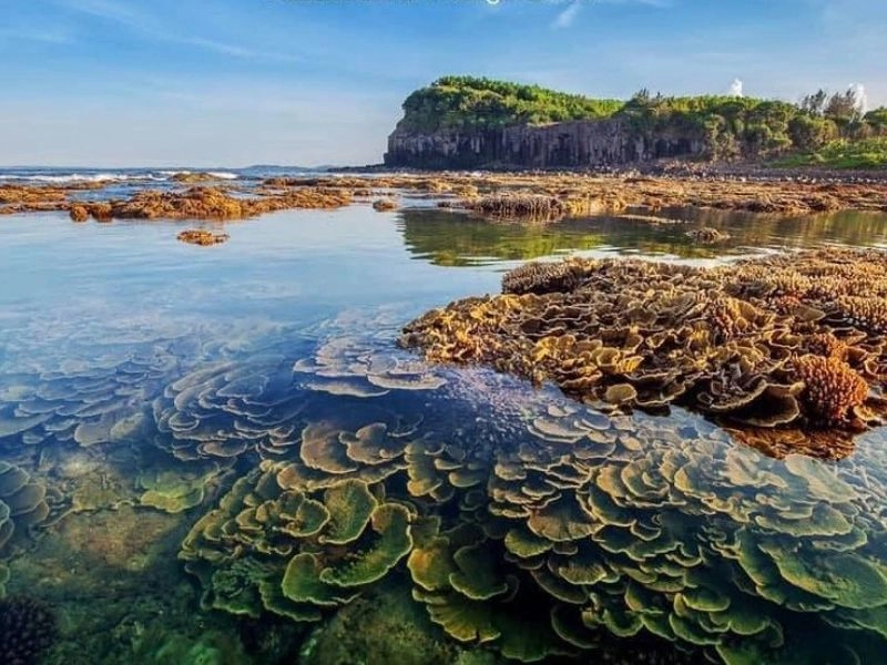 Tìm hiểu vẻ đẹp hoang sơ của bãi biển Gành Yến