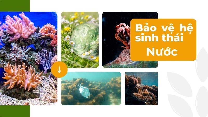  Bảo vệ hệ sinh thái nước là mục tiêu của một tương lai bền vững