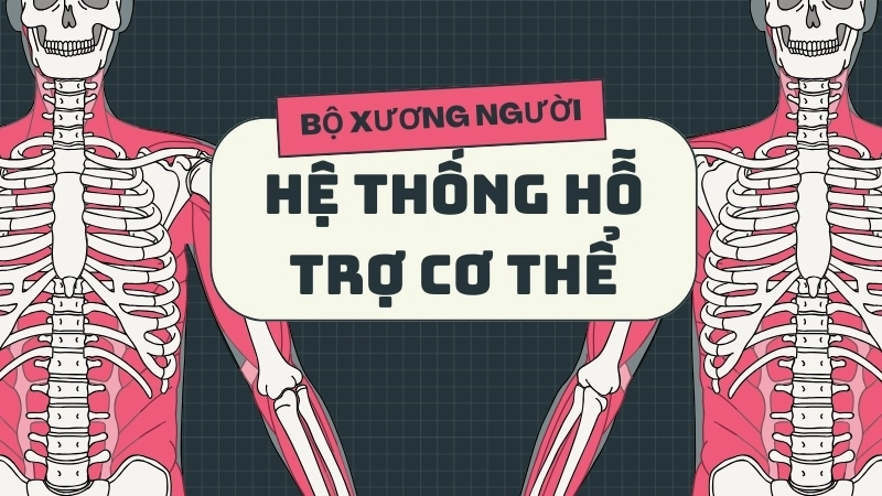  Bộ xương người là một hệ thống hỗ trợ cơ thể hoàn hảo 