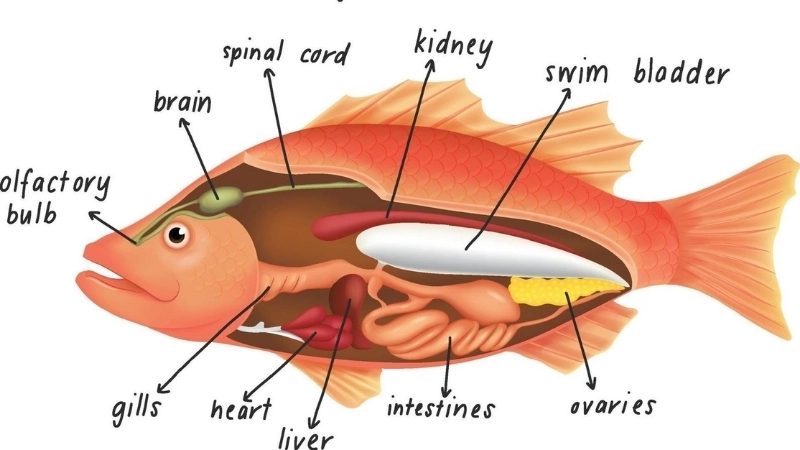 Bong bóng cá giúp cá  kiểm soát độ nổi tự nhiên