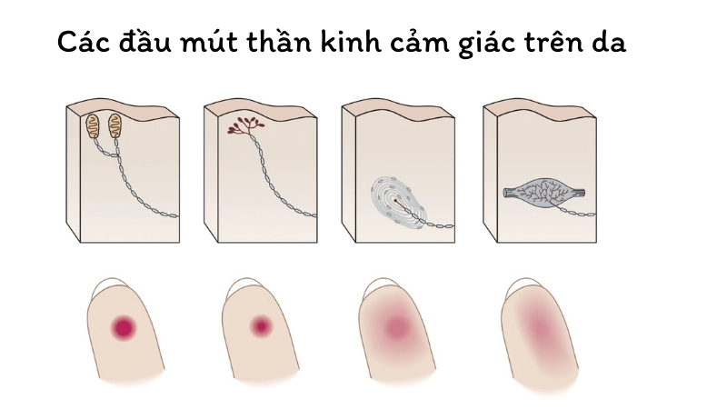 Các đầu mút thần kinh cảm giác trên da là nơi đầu tiên phát hiện sự thay đổi nhiệt độ