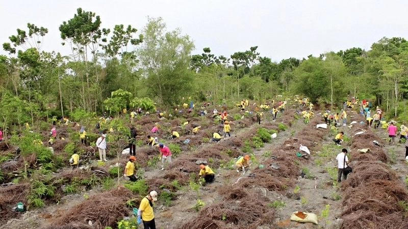 Các dự án trồng rừng chống lại tác động của biến đổi khí hậu
