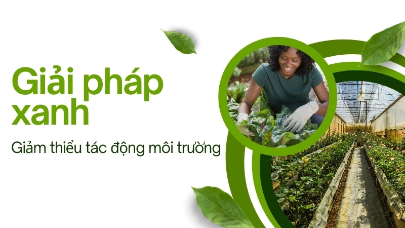 Các giải pháp xanh giúp giảm thiểu tác động môi trường của nước biển dâng