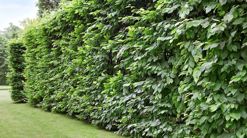 Các hàng rào cây xanh là một giải pháp công nghệ xanh hiệu quả