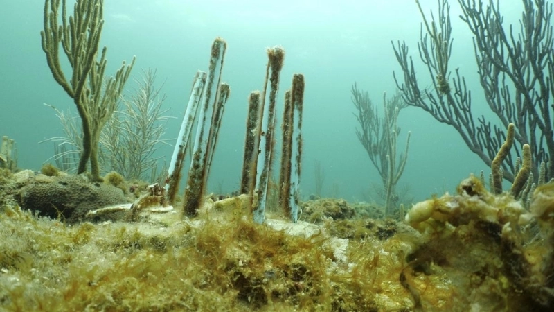  Các kỹ thuật phục hồi san hô mang lại hy vọng cho các rạn san hô