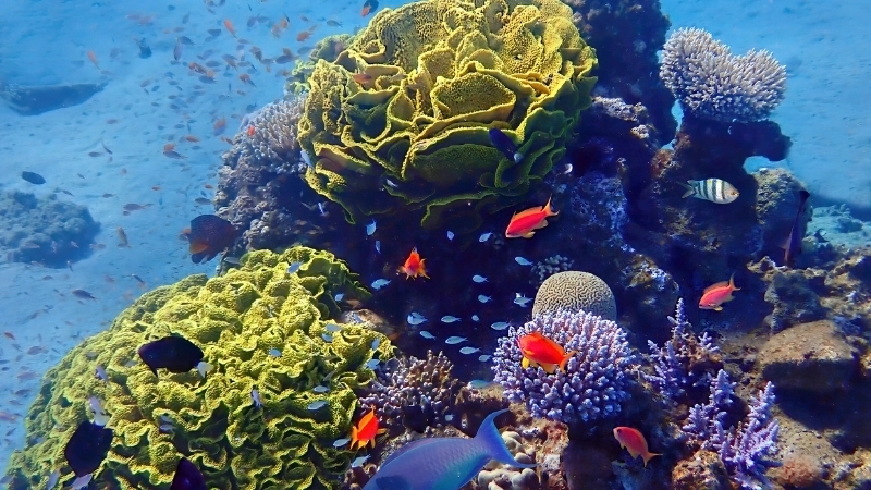  Các nhà khoa học đang nỗ lực phục hồi hệ sinh thái biển