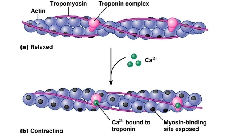  Các sợi protein actin và myosin trượt lên nhau để tạo ra sự co cơ mạnh mẽ