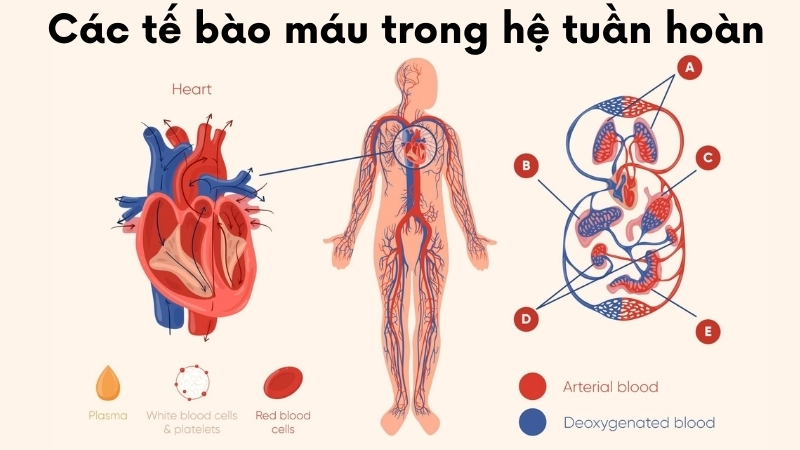  Các tế bào máu trong hệ tuần hoàn, mỗi loại có một nhiệm vụ riêng biệt cho sự sống