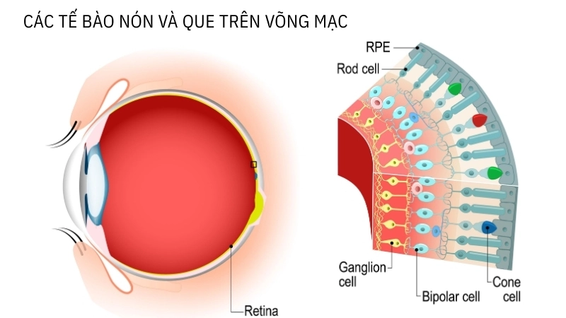 Các tế bào nón và que trên võng mạc giúp chúng ta cảm nhận màu sắc và ánh sáng