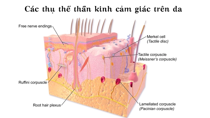 Các thụ thể thần kinh cảm giác trên da là tuyến đầu phát hiện sự thay đổi nhiệt độ