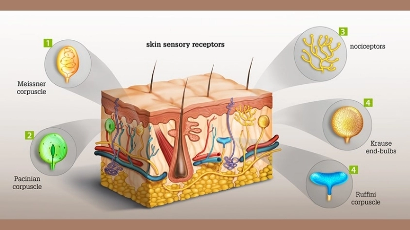 Các thụ thể thần kinh trên da giúp chúng ta có được mọi cảm giác