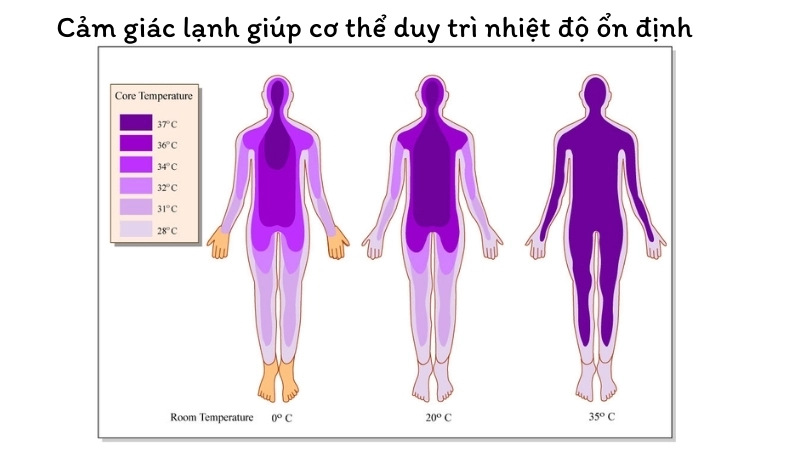 Cảm giác lạnh giúp cơ thể duy trì nhiệt độ ổn định