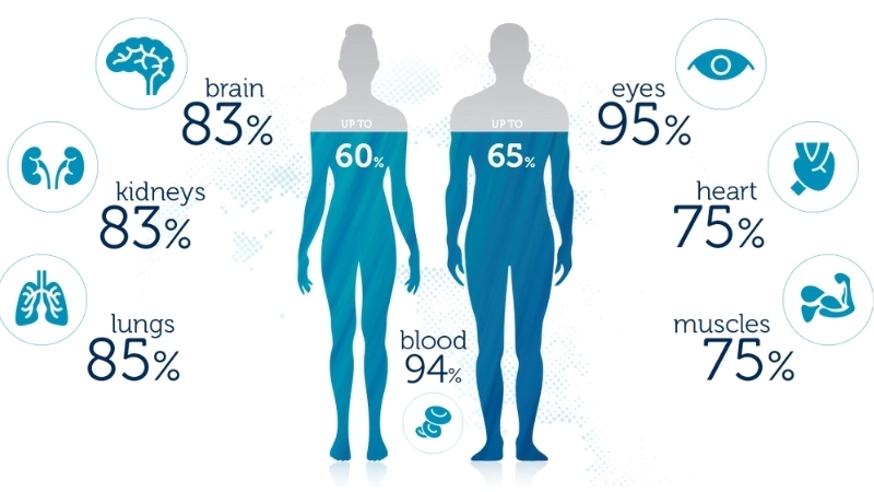  Cân bằng nước là một trong những chức năng sống còn của sinh học cơ thể