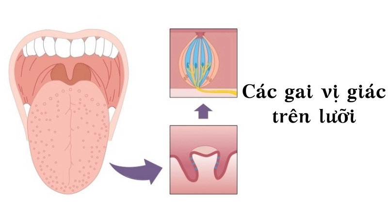 Cận cảnh các gai vị giác trên lưỡi, nơi chứa hàng ngàn nụ vị giác