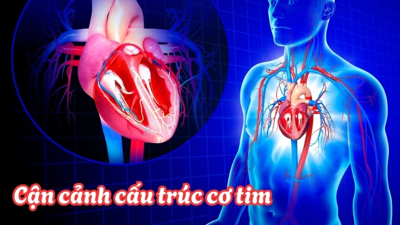 Cận cảnh cấu trúc cơ tim đặc biệt giúp duy trì nhịp tim ổn định và bền bỉ suốt đời