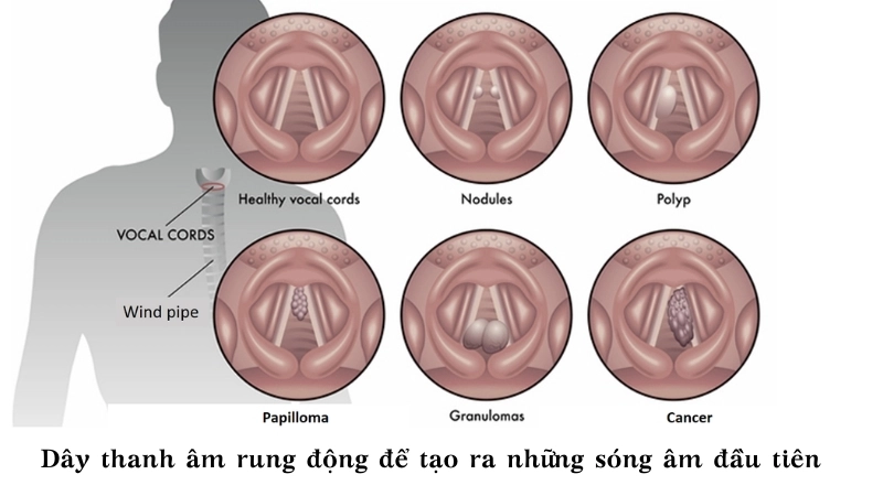 Cận cảnh dây thanh âm rung động để tạo ra những sóng âm đầu tiên