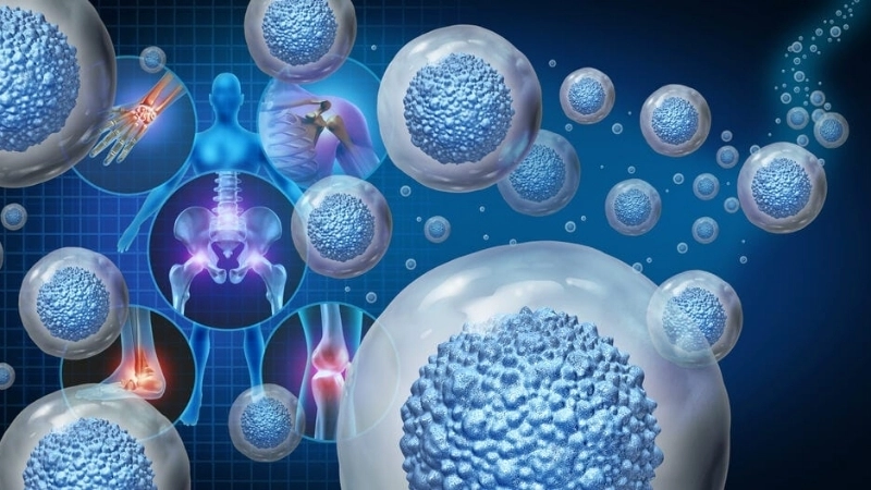  Cận cảnh tế bào gốc là gì qua kính hiển vi điện tử