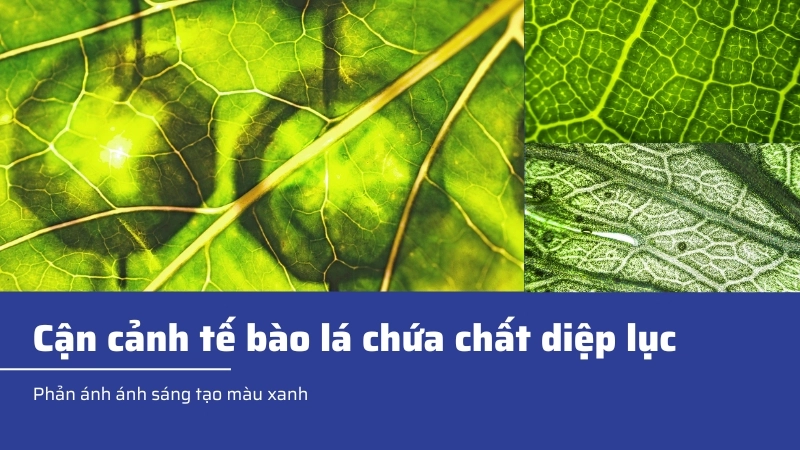  Cận cảnh tế bào lá chứa chất diệp lục, phản ánh ánh sáng tạo màu xanh