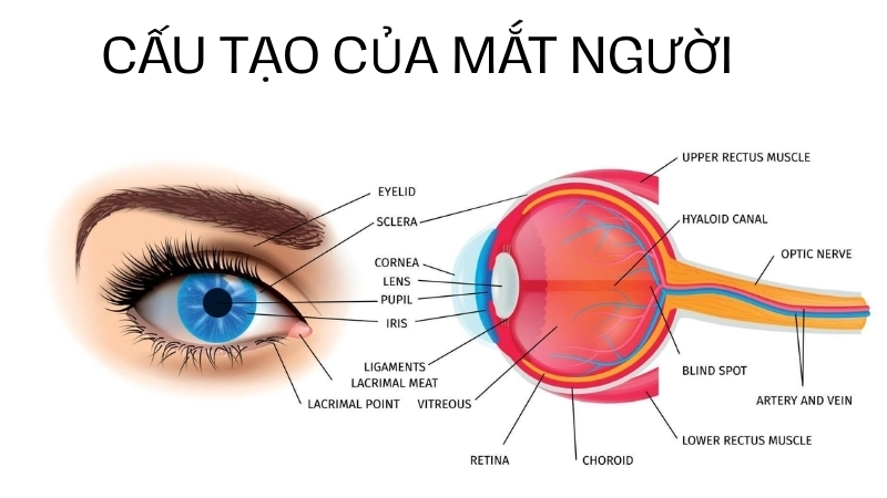  Cấu tạo của mắt người, một cỗ máy quang học hoàn hảo thuộc hệ thị giác con người