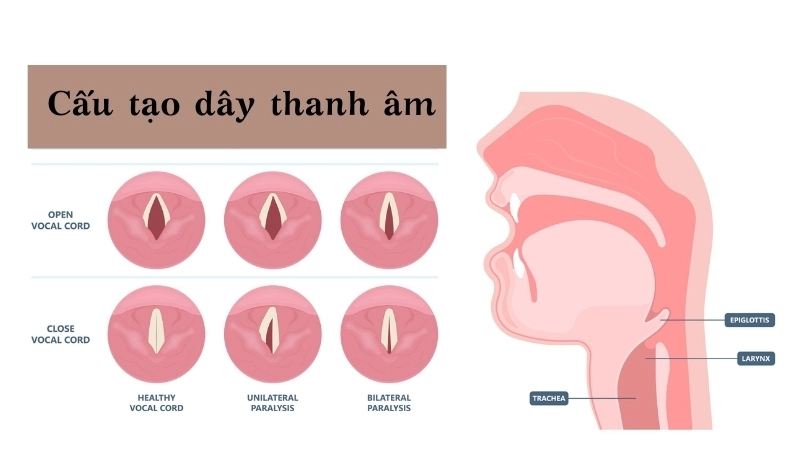  Cấu tạo dây thanh âm, nơi âm thanh gốc được tạo ra trong cơ thể