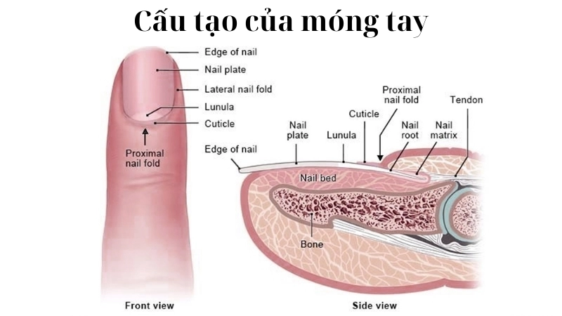  Cấu tạo móng tay với mầm móng là nơi sản sinh ra chất sừng keratin