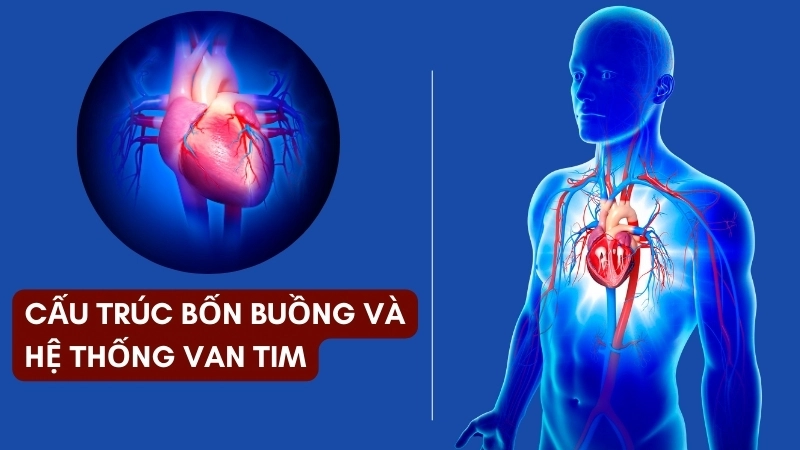 Cấu trúc bốn buồng và hệ thống van tim giúp máu lưu thông một chiều hiệu quả
