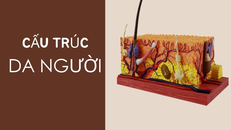  Cấu trúc các lớp của da người và vai trò bảo vệ của lớp biểu bì