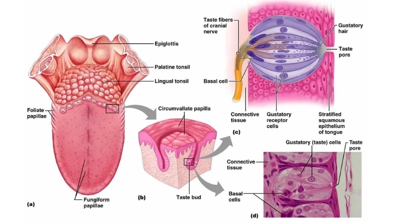 Cấu trúc cơ linh hoạt của lưỡi là chìa khóa cho sinh học cơ thể người