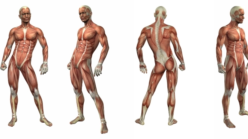 Cấu trúc cột sống linh hoạt là chìa khóa cho mọi chuyển động cơ thể