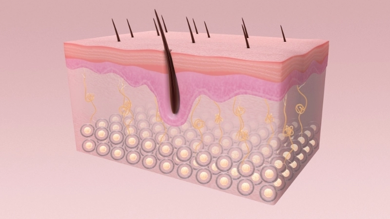 Cấu trúc của da là lớp rào cản vật lý đầu tiên giúp bảo vệ cơ thể