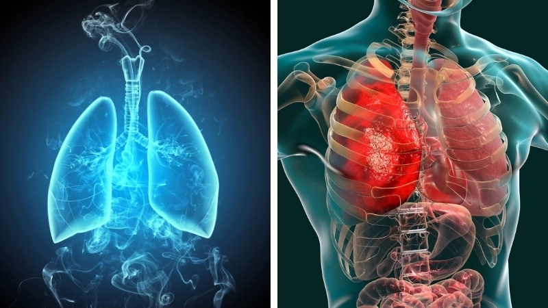  Cấu trúc của phổi và hệ hô hấp trong sinh học cơ thể con người