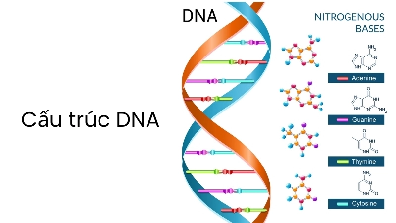  Cấu trúc DNA là bản thiết kế của sự sống
