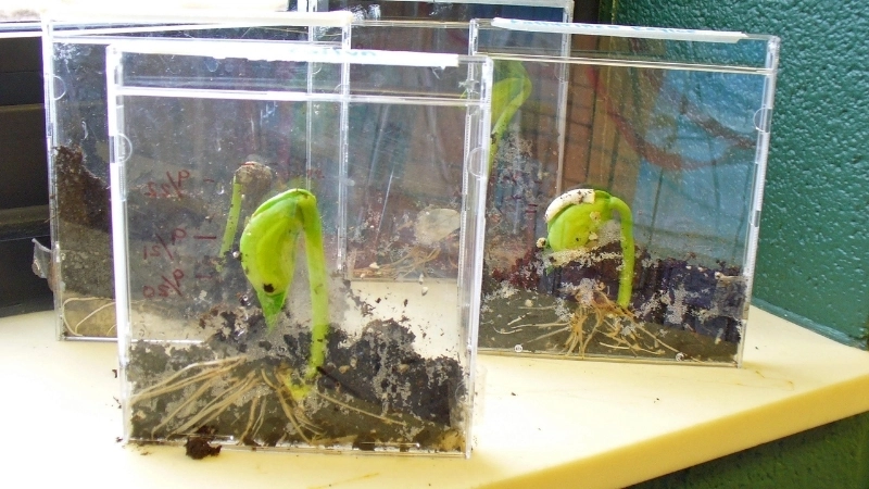  Cấu trúc hạt giống trong thí nghiệm mọc mầm STEM vui