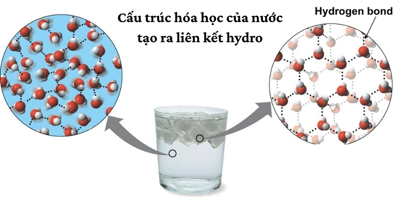 Cấu trúc hóa học của nước tạo ra liên kết hydro, nền tảng của sức căng bề mặt