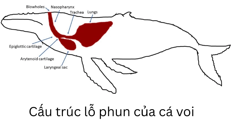  Cấu trúc lỗ phun của cá voi hỗ trợ thí nghiệm hô hấp dưới nước
