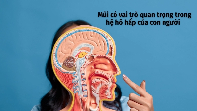 Cấu trúc mũi và vai trò quan trọng trong hệ hô hấp của con người