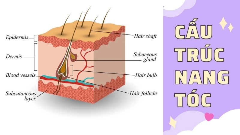  Cấu trúc nang lông, nơi một sợi tóc được hình thành từ các tế bào keratin