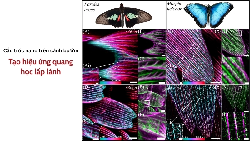  Cấu trúc nano trên cánh bướm tạo hiệu ứng quang học lấp lánh