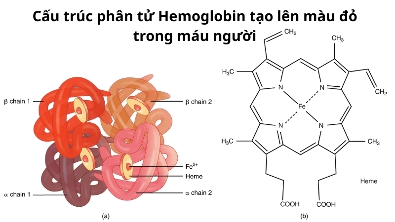 Cấu trúc phân tử Hemoglobin liên kết với oxy tạo nên màu đỏ đặc trưng cho máu người
