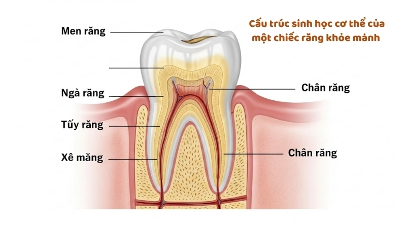  Cấu trúc sinh học cơ thể của một chiếc răng khỏe mạnh