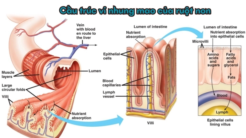  Cấu trúc vi nhung mao giúp ruột non hấp thụ chất dinh dưỡng tối đa