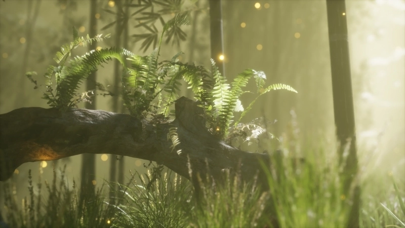  Cây non uốn cong về phía ánh sáng mặt trời, minh họa hiện tượng quang hướng