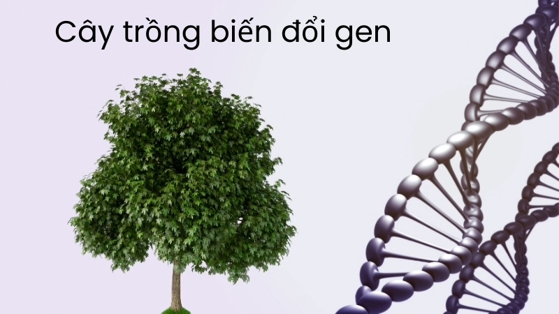 Cây trồng biến đổi gen kháng sâu bệnh vượt trội