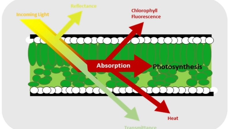Chất diệp lục bị phân hủy khi thiếu ánh sáng 