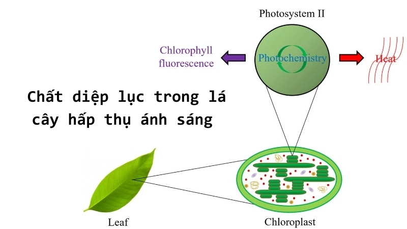  Chất diệp lục trong lá cây hấp thụ ánh sáng tạo màu xanh đặc trưng